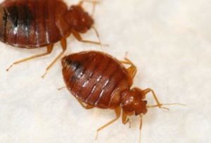 Bed bugs control bangalore