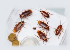 Cockroach Pest Control Services Bangalore