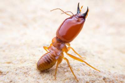 Termite Pest Control Bangalore