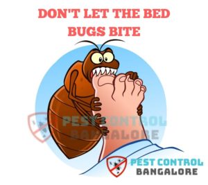 bed bugs bites in bangalore